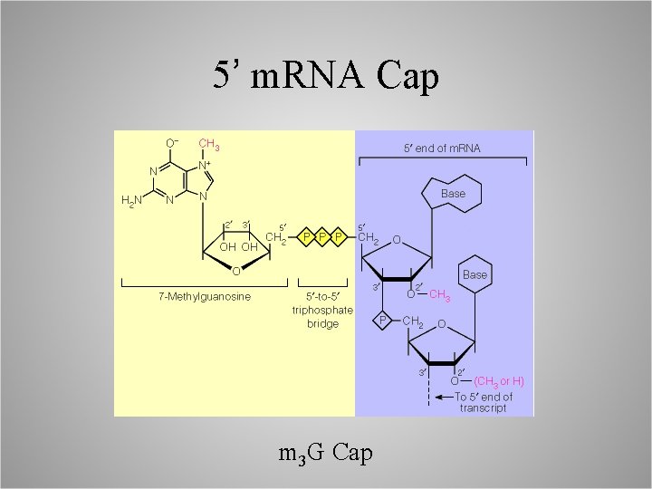 5’ m. RNA Cap m 3 G Cap 