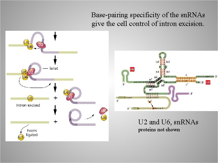 Base-pairing specificity of the sn. RNAs give the cell control of intron excision. U