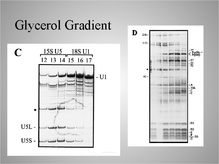 Glycerol Gradient 