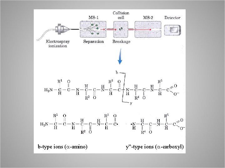 b-type ions (a-amino) y”-type ions (a-carboxyl) 