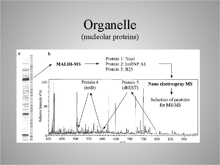 Organelle (nucleolar proteins) 