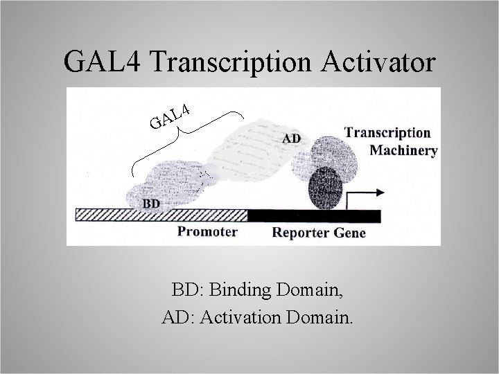 Proteomics I Mass Spectrometry Functional Genomics by Mass
