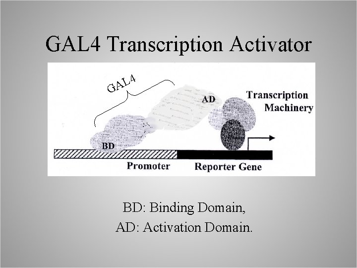 GAL 4 Transcription Activator 4 L A G BD: Binding Domain, AD: Activation Domain.
