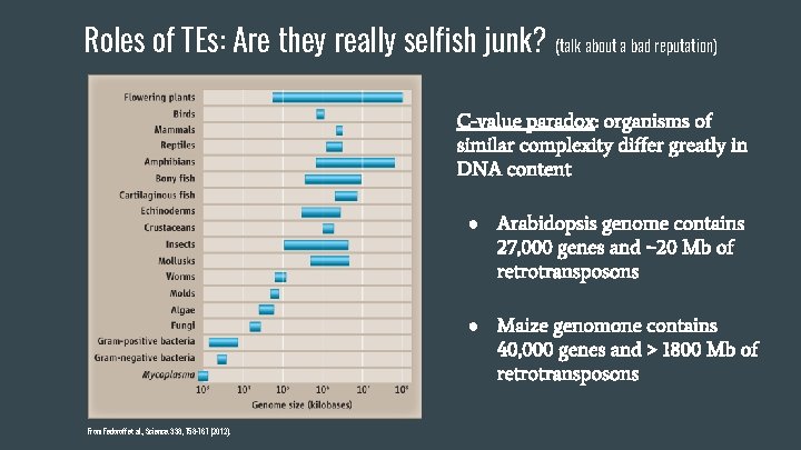 Roles of TEs: Are they really selfish junk? (talk about a bad reputation) C-value