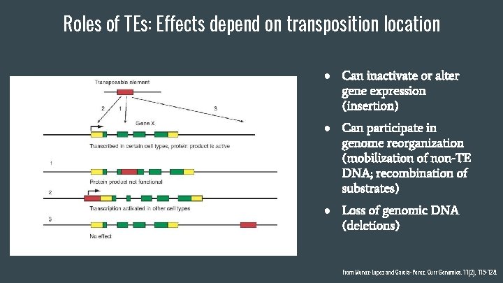 Roles of TEs: Effects depend on transposition location ● Can inactivate or alter gene