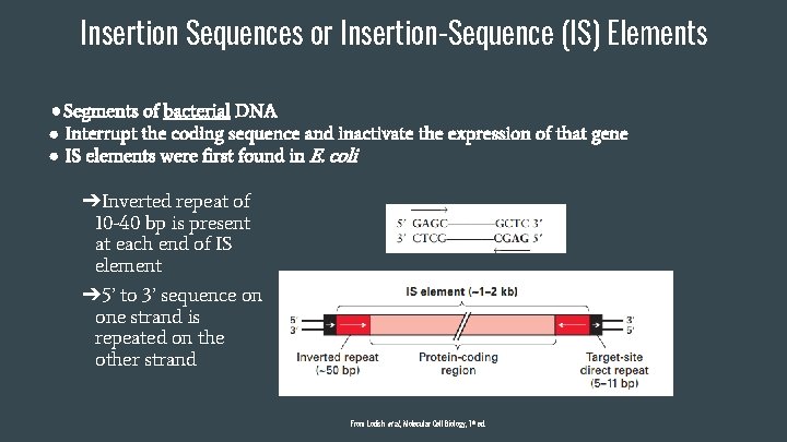 Insertion Sequences or Insertion-Sequence (IS) Elements ● Segments of bacterial DNA ● Interrupt the