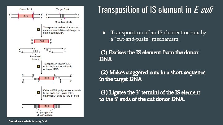Transposition of IS element in E. coli ● Transposition of an IS element occurs