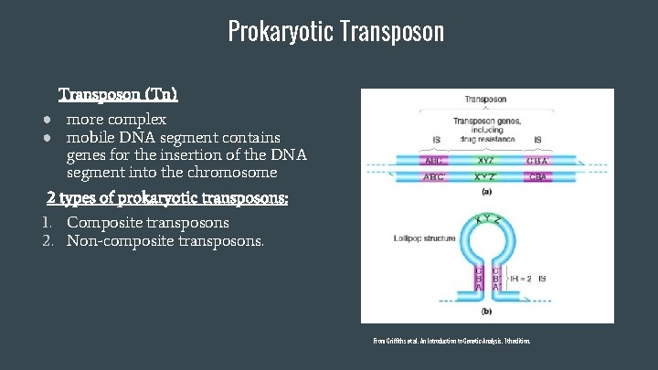 Prokaryotic Transposon (Tn) ● more complex ● mobile DNA segment contains genes for the