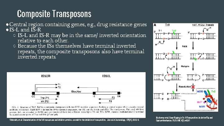 Composite Transposons ●Central region containing genes, e. g. , drug resistance genes ●IS-L and