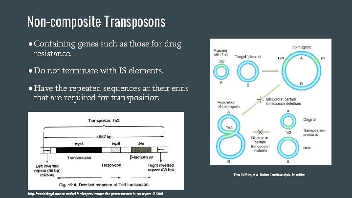 Non-composite Transposons ●Containing genes such as those for drug resistance. ●Do not terminate with