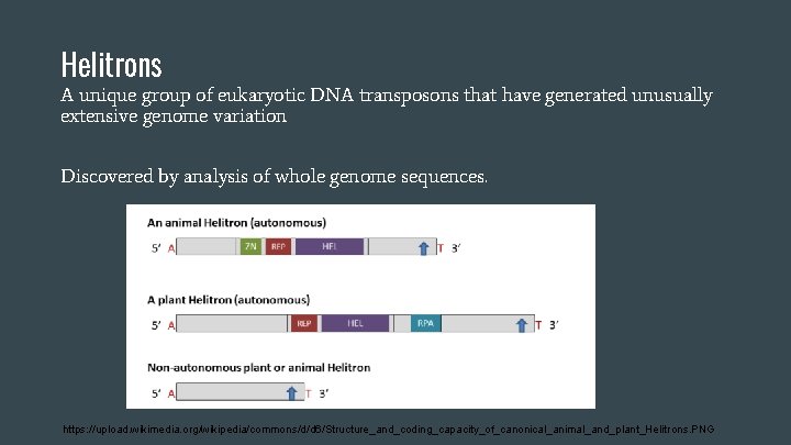 Helitrons A unique group of eukaryotic DNA transposons that have generated unusually extensive genome