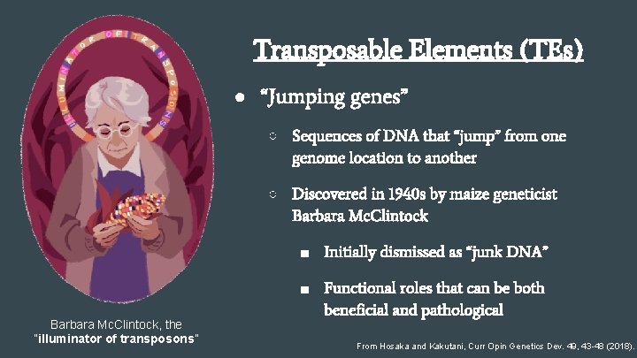 Transposable Elements (TEs) ● “Jumping genes” ○ Sequences of DNA that “jump” from one