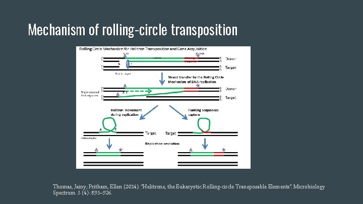 Mechanism of rolling-circle transposition Thomas, Jainy; Pritham, Ellen (2014). "Helitrons, the Eukaryotic Rolling-circle Transposable