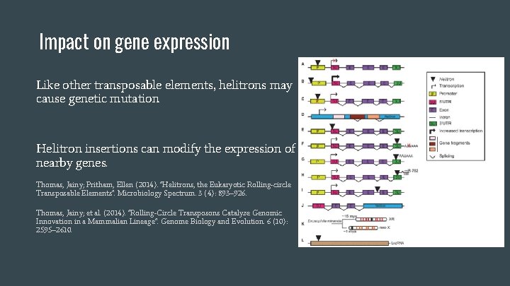 Impact on gene expression Like other transposable elements, helitrons may cause genetic mutation Helitron