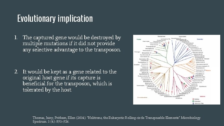 Evolutionary implication 1. The captured gene would be destroyed by multiple mutations if it