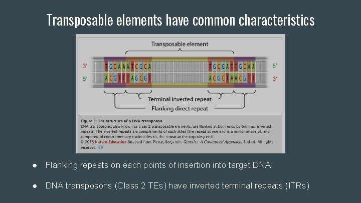 Transposable elements have common characteristics ● Flanking repeats on each points of insertion into