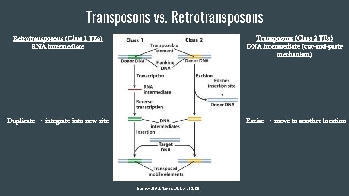 Transposons vs. Retrotransposons (Class 1 TEs) RNA intermediate Transposons (Class 2 TEs) DNA intermediate