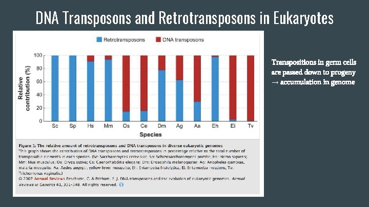 DNA Transposons and Retrotransposons in Eukaryotes Transpositions in germ cells are passed down to