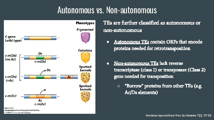 Autonomous vs. Non-autonomous TEs are further classified as autonomous or non-autonomous ● Autonomous TEs