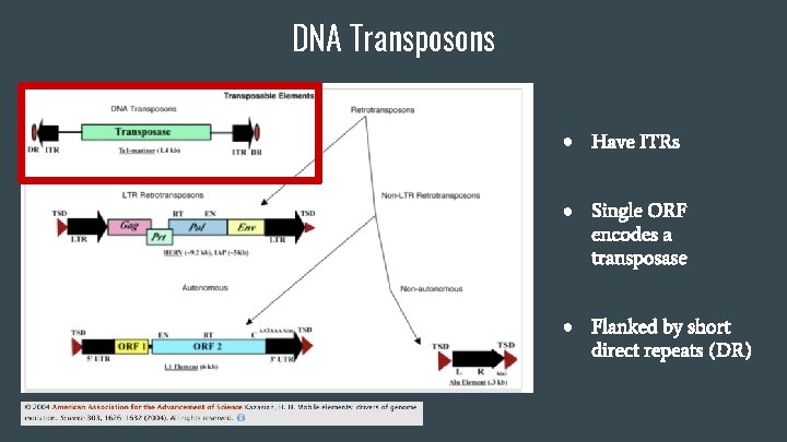 DNA Transposons ● Have ITRs ● Single ORF encodes a transposase ● Flanked by