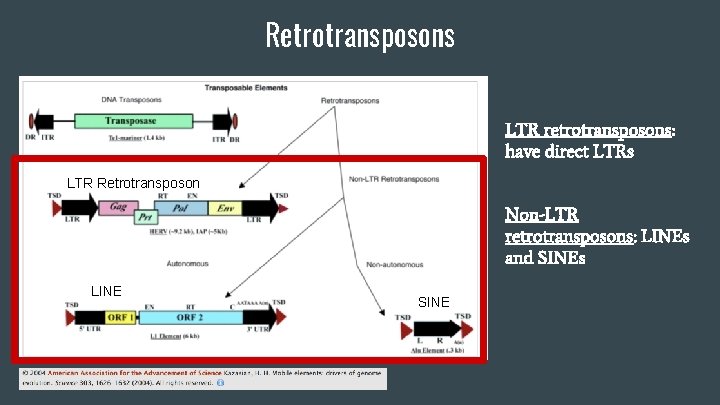 Retrotransposons LTR retrotransposons: have direct LTRs LTR Retrotransposon Non-LTR retrotransposons: LINEs and SINEs LINE