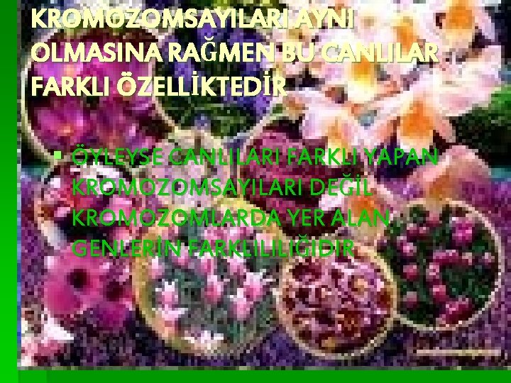 KROMOZOMSAYILARI AYNI OLMASINA RAĞMEN BU CANLILAR FARKLI ÖZELLİKTEDİR § ÖYLEYSE CANLILARI FARKLI YAPAN KROMOZOMSAYILARI