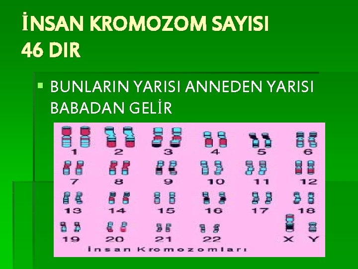 İNSAN KROMOZOM SAYISI 46 DIR § BUNLARIN YARISI ANNEDEN YARISI BABADAN GELİR 