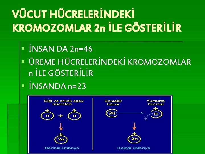 VÜCUT HÜCRELERİNDEKİ KROMOZOMLAR 2 n İLE GÖSTERİLİR § İNSAN DA 2 n=46 § ÜREME