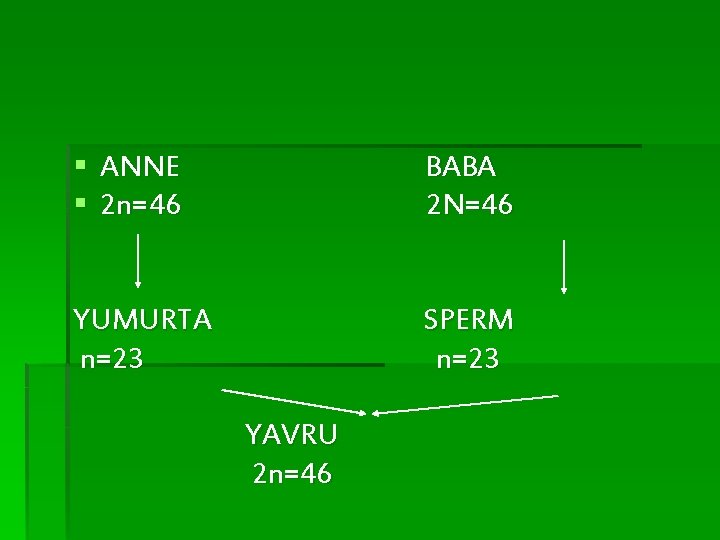 § ANNE § 2 n=46 BABA 2 N=46 YUMURTA n=23 SPERM n=23 YAVRU 2