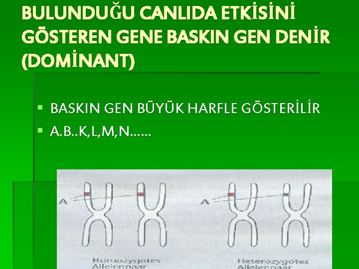 BULUNDUĞU CANLIDA ETKİSİNİ GÖSTEREN GENE BASKIN GEN DENİR (DOMİNANT) § BASKIN GEN BÜYÜK HARFLE