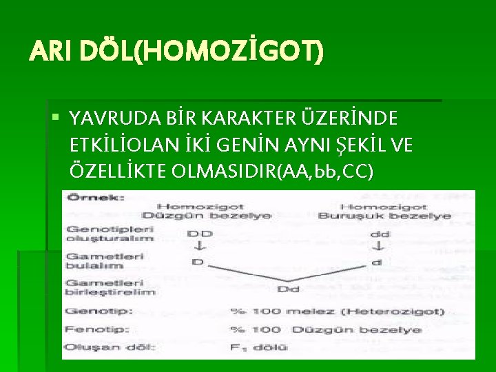 ARI DÖL(HOMOZİGOT) § YAVRUDA BİR KARAKTER ÜZERİNDE ETKİLİOLAN İKİ GENİN AYNI ŞEKİL VE ÖZELLİKTE