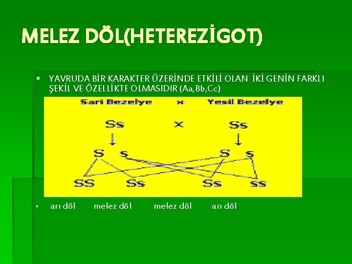 MELEZ DÖL(HETEREZİGOT) § YAVRUDA BİR KARAKTER ÜZERİNDE ETKİLİ OLAN İKİ GENİN FARKLI ŞEKİL VE