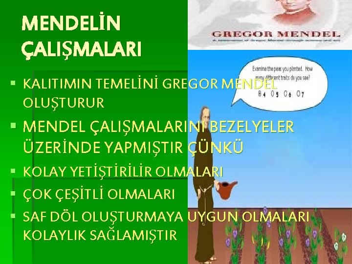 MENDELİN ÇALIŞMALARI § KALITIMIN TEMELİNİ GREGOR MENDEL OLUŞTURUR § MENDEL ÇALIŞMALARINI BEZELYELER ÜZERİNDE YAPMIŞTIR