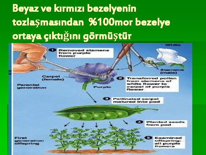 Beyaz ve kırmızı bezelyenin tozlaşmasından %100 mor bezelye ortaya çıktığını görmüştür 