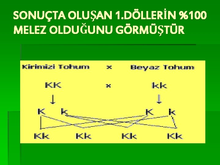 SONUÇTA OLUŞAN 1. DÖLLERİN %100 MELEZ OLDUĞUNU GÖRMÜŞTÜR 