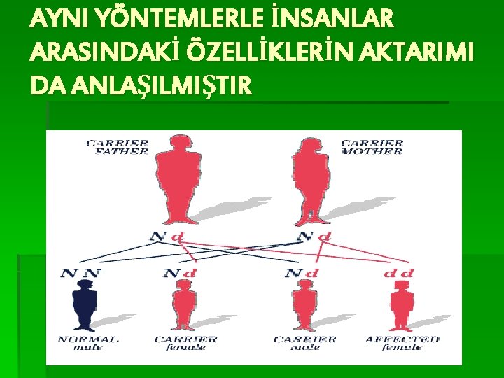 AYNI YÖNTEMLERLE İNSANLAR ARASINDAKİ ÖZELLİKLERİN AKTARIMI DA ANLAŞILMIŞTIR 