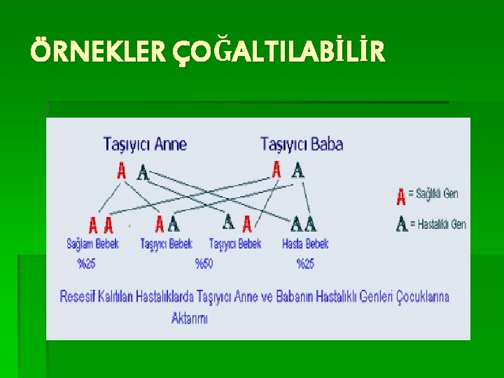 ÖRNEKLER ÇOĞALTILABİLİR 