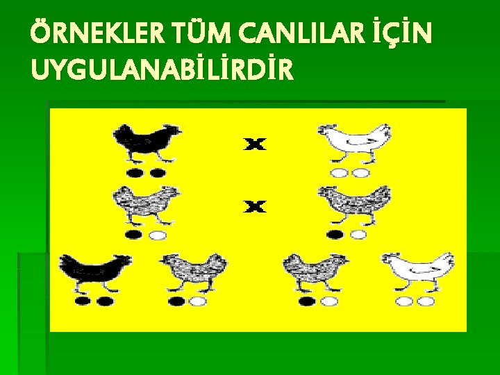 ÖRNEKLER TÜM CANLILAR İÇİN UYGULANABİLİRDİR 