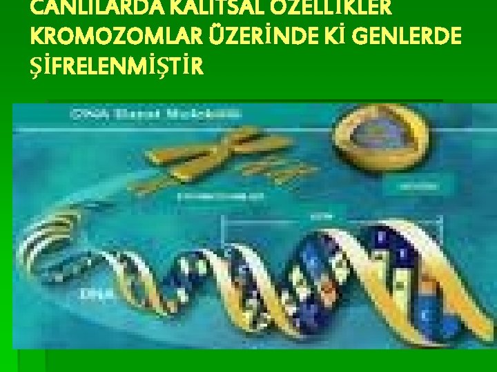 CANLILARDA KALITSAL ÖZELLİKLER KROMOZOMLAR ÜZERİNDE Kİ GENLERDE ŞİFRELENMİŞTİR 