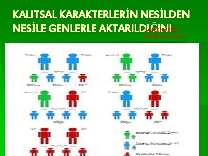 KALITSAL KARAKTERLERİN NESİLDEN AKSÜT NESİLE GENLERLE AKTARILDIGÖKĞŞEN INI İNEGÖL KOÇ İ. Ö. O 