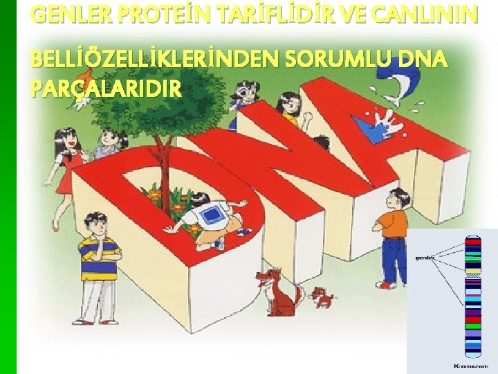 GENLER PROTEİN TARİFLİDİR VE CANLININ BELLİÖZELLİKLERİNDEN SORUMLU DNA PARÇALARIDIR 