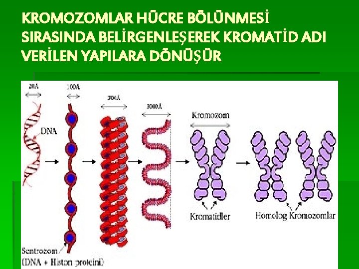 KROMOZOMLAR HÜCRE BÖLÜNMESİ SIRASINDA BELİRGENLEŞEREK KROMATİD ADI VERİLEN YAPILARA DÖNÜŞÜR 