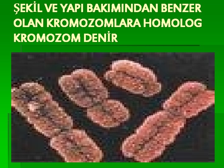 ŞEKİL VE YAPI BAKIMINDAN BENZER OLAN KROMOZOMLARA HOMOLOG KROMOZOM DENİR 