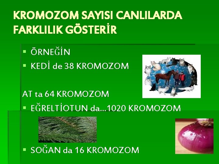 KROMOZOM SAYISI CANLILARDA FARKLILIK GÖSTERİR § ÖRNEĞİN § KEDİ de 38 KROMOZOM AT ta