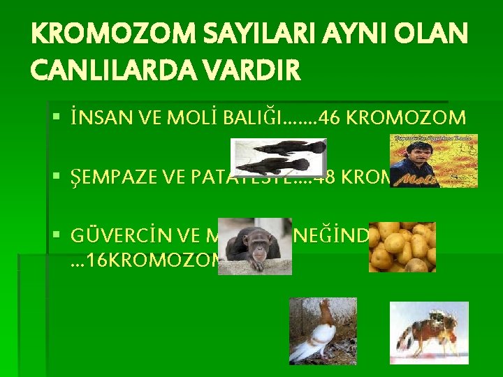 KROMOZOM SAYILARI AYNI OLAN CANLILARDA VARDIR § İNSAN VE MOLİ BALIĞI……. 46 KROMOZOM §