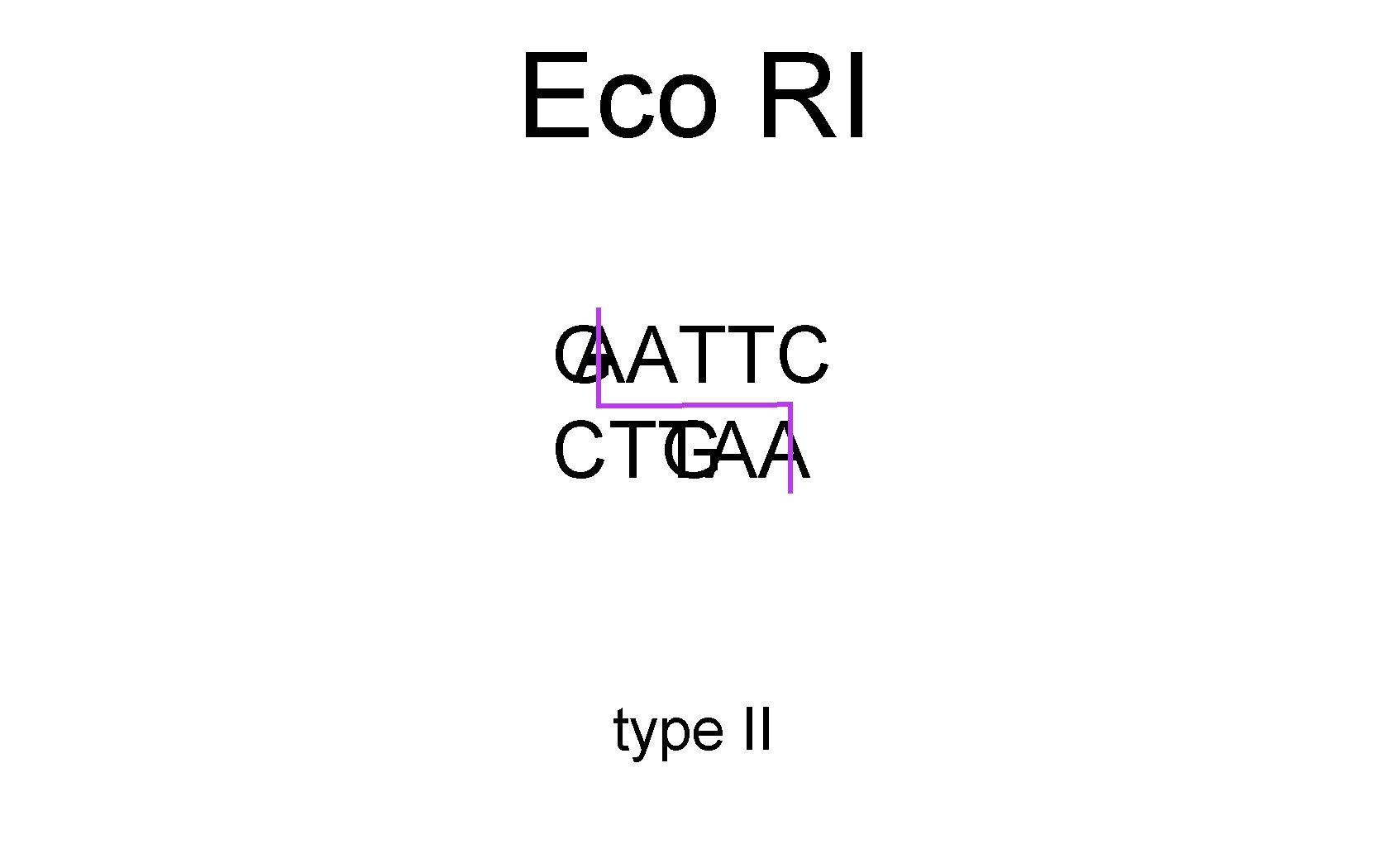 Eco RI G AATTC CTTAA G type II 