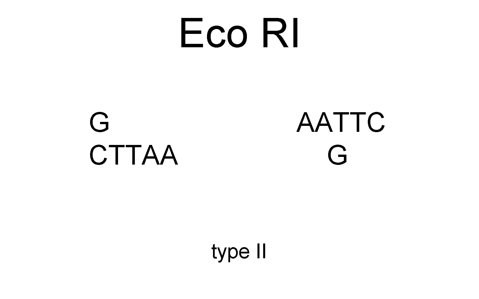 Eco RI G CTTAA AATTC G type II 