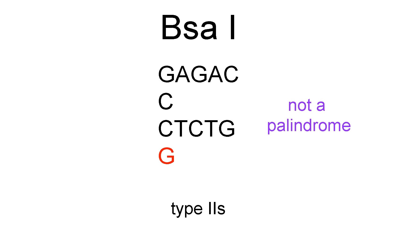 Bsa I GAGAC C CTCTG G type IIs not a palindrome 