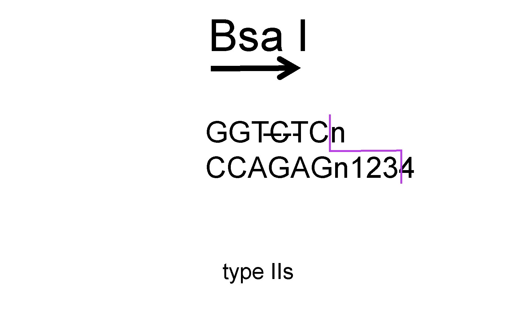 Bsa I GGTCTCn ---CCAGAGn 1234 type IIs 