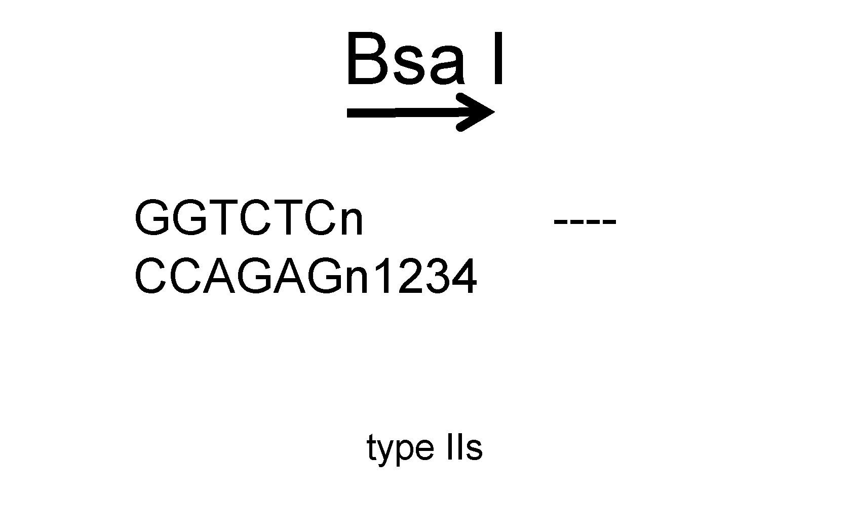 Bsa I GGTCTCn CCAGAGn 1234 type IIs ---- 